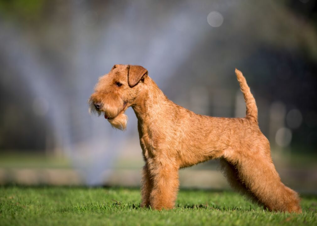 #18. Lakeland terrier (tie)